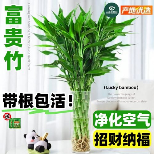带根富贵竹水培植物客厅办公室内花卉绿植盆栽水竹子观音竹文昌竹
