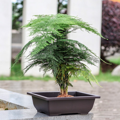 复古塑料小型仿紫砂多肉花盆