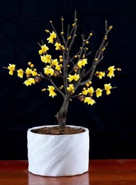 腊梅花树苗盆栽素心腊梅老桩盆景腊梅黄色耐寒浓香型花卉庭院阳台