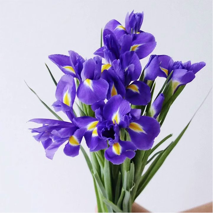 鸢尾花鲜花云南直发顺丰