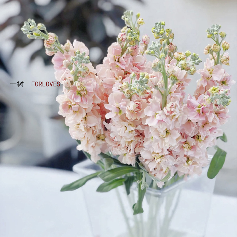 紫罗兰鲜切花云南直发顺丰包邮