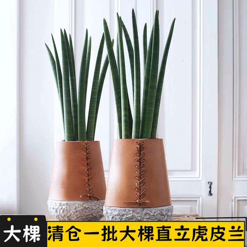 圆叶虎皮兰室内盆栽捧叶棒叶虎尾兰办公室内多肉植物佛前香绿植