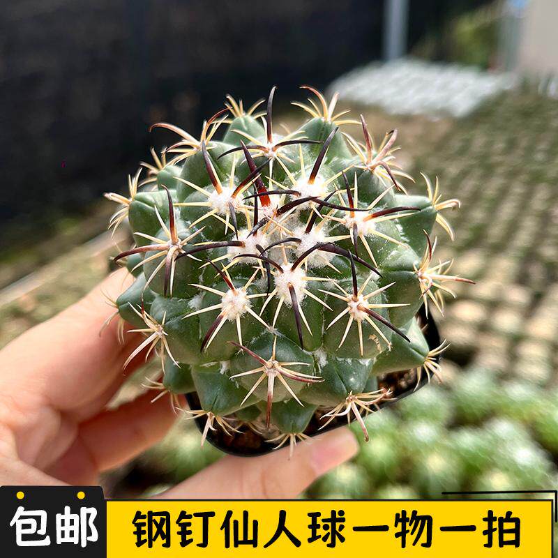 钢钉仙人球一物一拍实生顶花球属开花仙人掌阳台稀少盆栽多肉植物