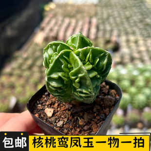 核桃鸾凤玉仙人球一物一拍实生五角星多肉植物小盆栽绿植室内花卉