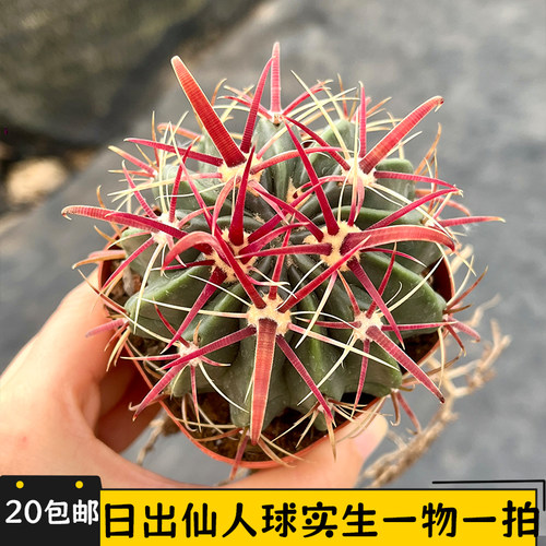 日出实生仙人球一物一拍