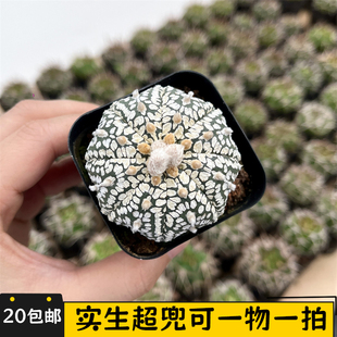 超兜仙人球实生星兜浓白稀有多肉植物一物一拍无刺开花小盆栽南瓜
