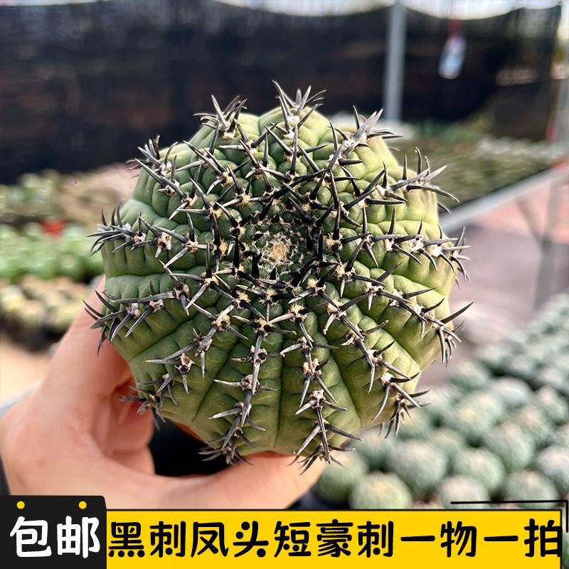黑刺凤头实生仙人球一物一拍