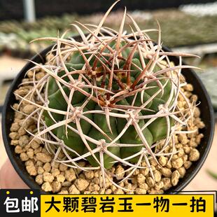 大颗碧岩玉实生仙人球一物一拍狂刺仙人掌多肉植物盆栽阳台绿植花
