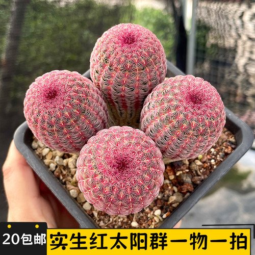 红太阳群生实生仙人球一物一拍