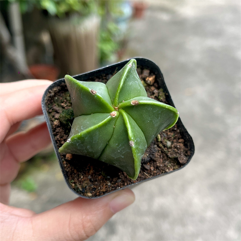 鸾凤玉仙人球五角星四角一物一拍开花仙人掌室内小盆栽绿植阳台