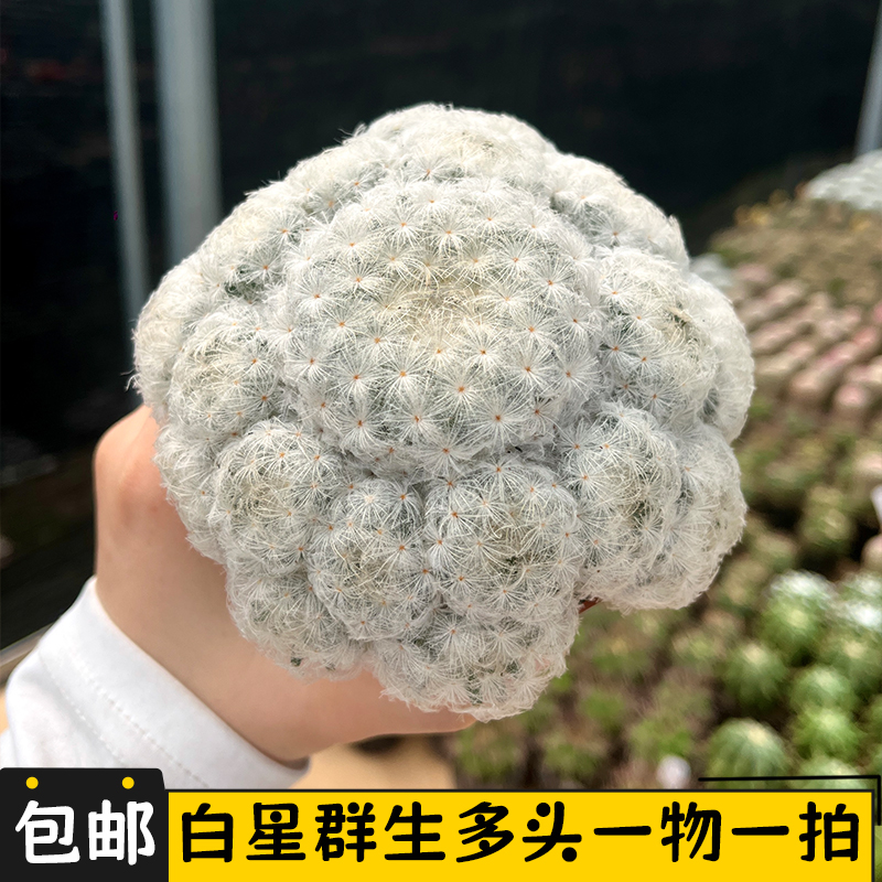 白星群生仙人球一物一拍乳突球属