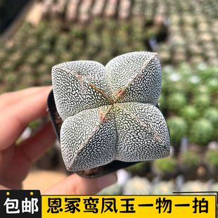 恩冢鸾凤玉仙人球实生v字一物一拍仙人掌多肉植物盆栽绿植室内