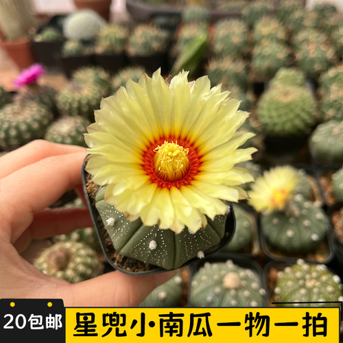 星兜仙人球小南瓜一物一拍