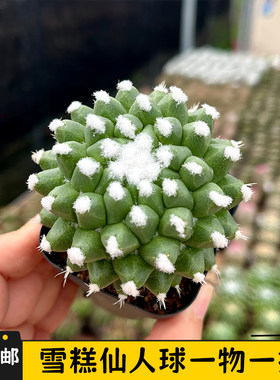 雪糕仙人球实生一物一拍