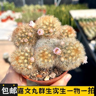 嘉文丸群生仙人球一物一拍