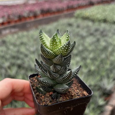 九轮塔多肉植物好养盆栽