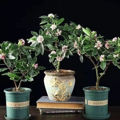 金边瑞香室内客厅年宵花卉春节开花浓香型带花苞观花植物耐寒盆栽