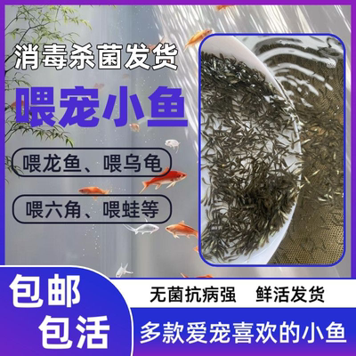 活体饲料鱼土鲮鱼小鱼苗麦穗鱼活鱼喂鳜鱼乌龟喂金龙桂花鲈鱼淡水