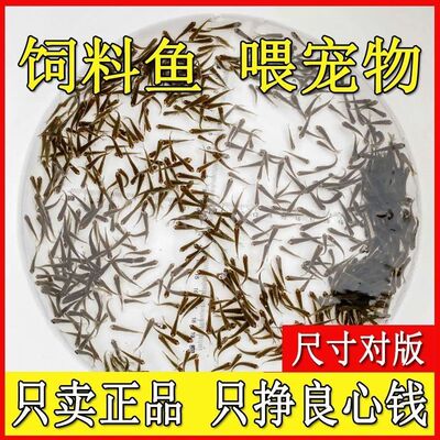 饲料鱼喂乌龟淡水小鱼苗活体土鲮鱼麦穗鱼喂金龙桂花鲈鱼小杂鱼