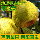 山东特产莱阳梨茌慈梨当季 新鲜孕妇水果批发酥脆梨子整箱4.5斤
