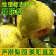 山东特产莱阳梨茌慈梨当季 新鲜孕妇水果批发酥脆梨子整箱4.5斤