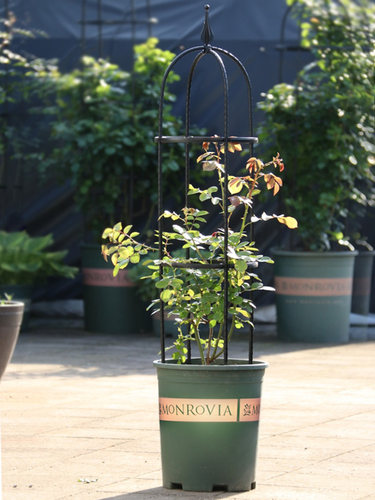 盆栽藤架价格 盆栽藤架图片 星期三