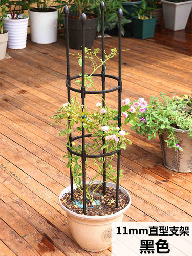 花盆种植藤月季攀爬简易园艺