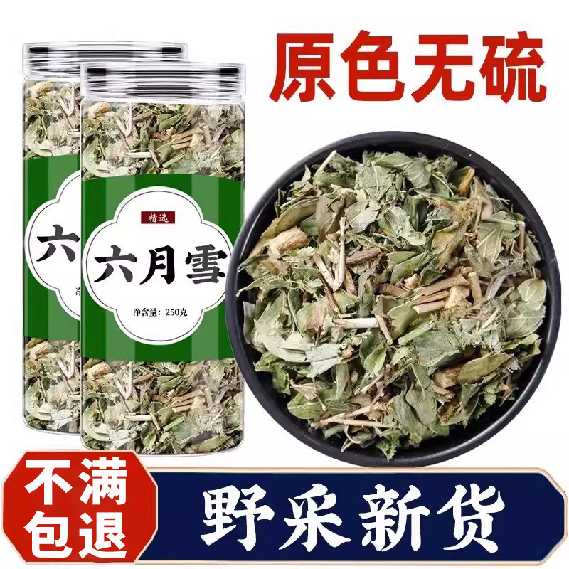 六月雪草药新鲜正品白马骨路边金满天星硬骨柴碎叶冬青六月雪中药