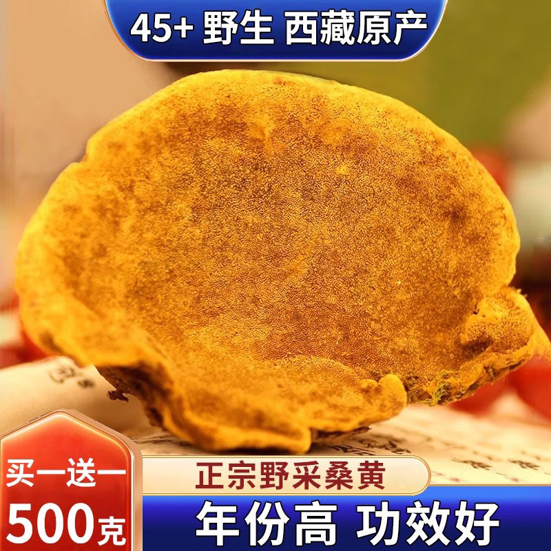 桑黄中药材正宗非西藏野生灵芝茶菌包片泡水小努桑树藏桑黄的功效