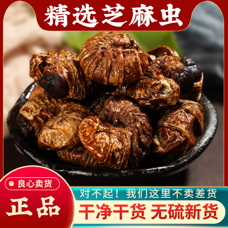 芝麻虫中药材正品干货野生豆虫