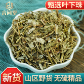 叶下珠中药材500g克野生叶下珠茶珍珠草龙珠草鱼鳞草夜合草中草药
