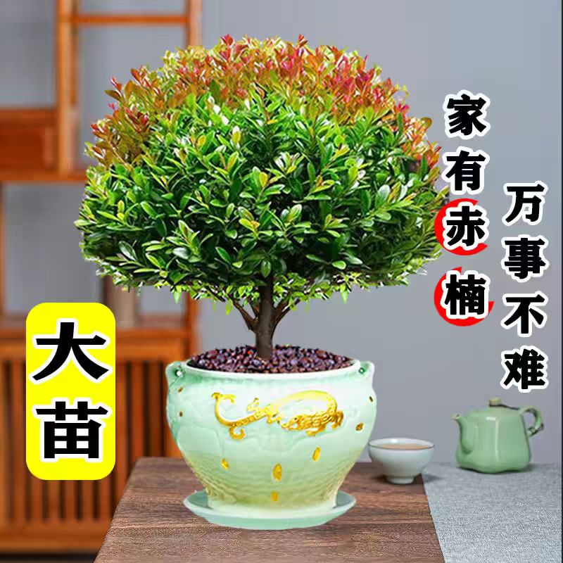 小叶赤楠盆景金丝楠木老桩盆栽室内办公室桌面绿植物花卉好养四季