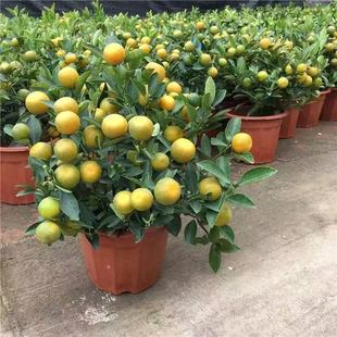 金桔树盆栽带果四季橘子桔子可食用植物客厅室内大型绿植年宵花
