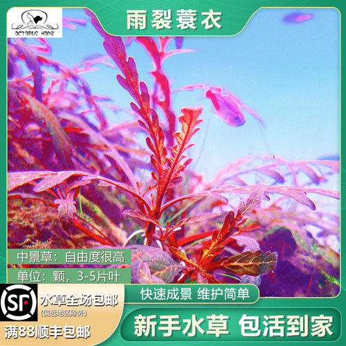 水蓑衣水草价格 水蓑衣水草图片 星期三