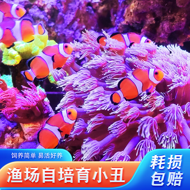 渔场人工公子小丑鱼双带全黑背心奥黑白金毕加索海水活体观赏鱼