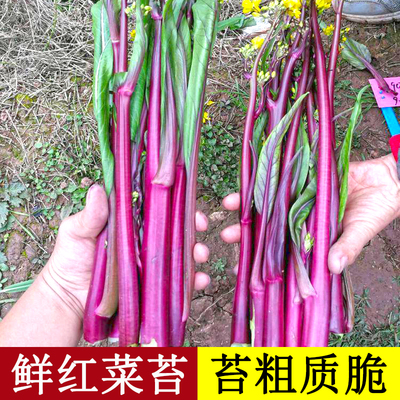 红菜苔种子紫广东心薹四季