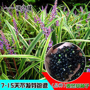 采麦冬草种子 玉龙草种子金边麦冬草籽 矮麦冬种子绿化草坪种子
