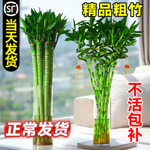 带根转运竹水养富贵节高发