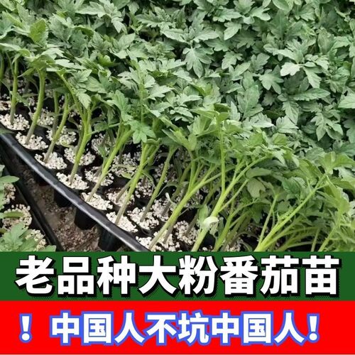 毛粉西红柿苗秧老品种沙瓤