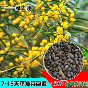台湾想思树种子台湾柳相思树洋桂花园林绿化行道观赏树木开黄色花