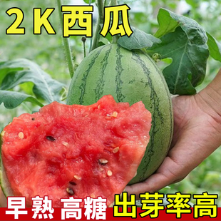 全美2k西瓜种子苗南方阳台盆栽种籽薄皮超甜夏季四季水果孑早熟