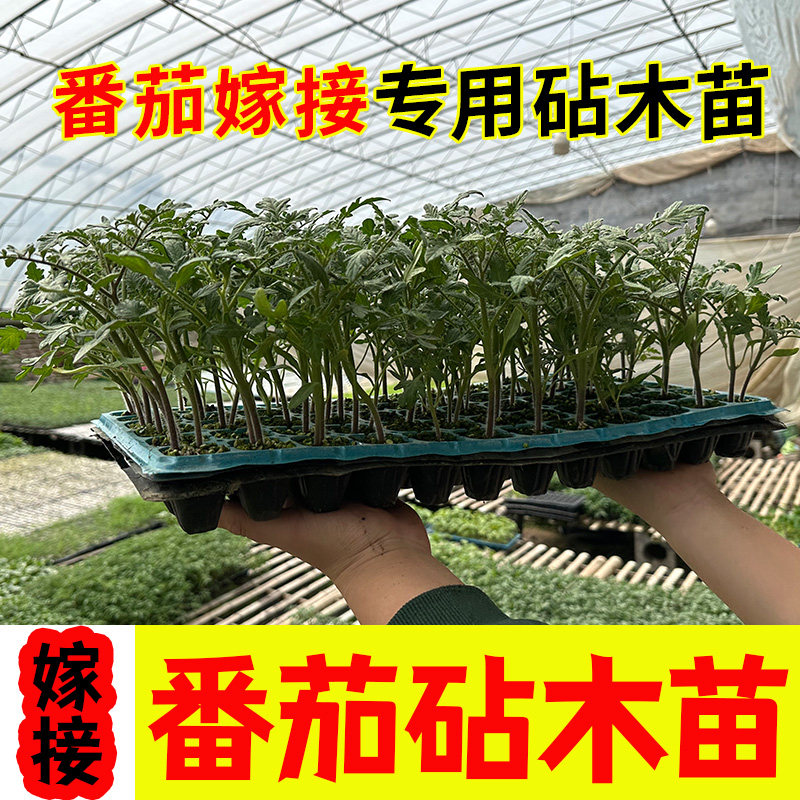 番茄嫁接专用砧木种子 西红柿嫁接种籽抗病高根系发达四季易成活