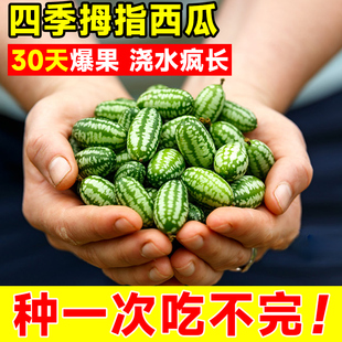 拇指西瓜种籽迷你蔬菜小水果种子秧苗母指阳台四季盆栽无籽瓜果孑