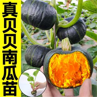 真贝贝南瓜苗秧带土球绿贝贝迷你小南瓜种子红栗黄贝贝南瓜种子籽