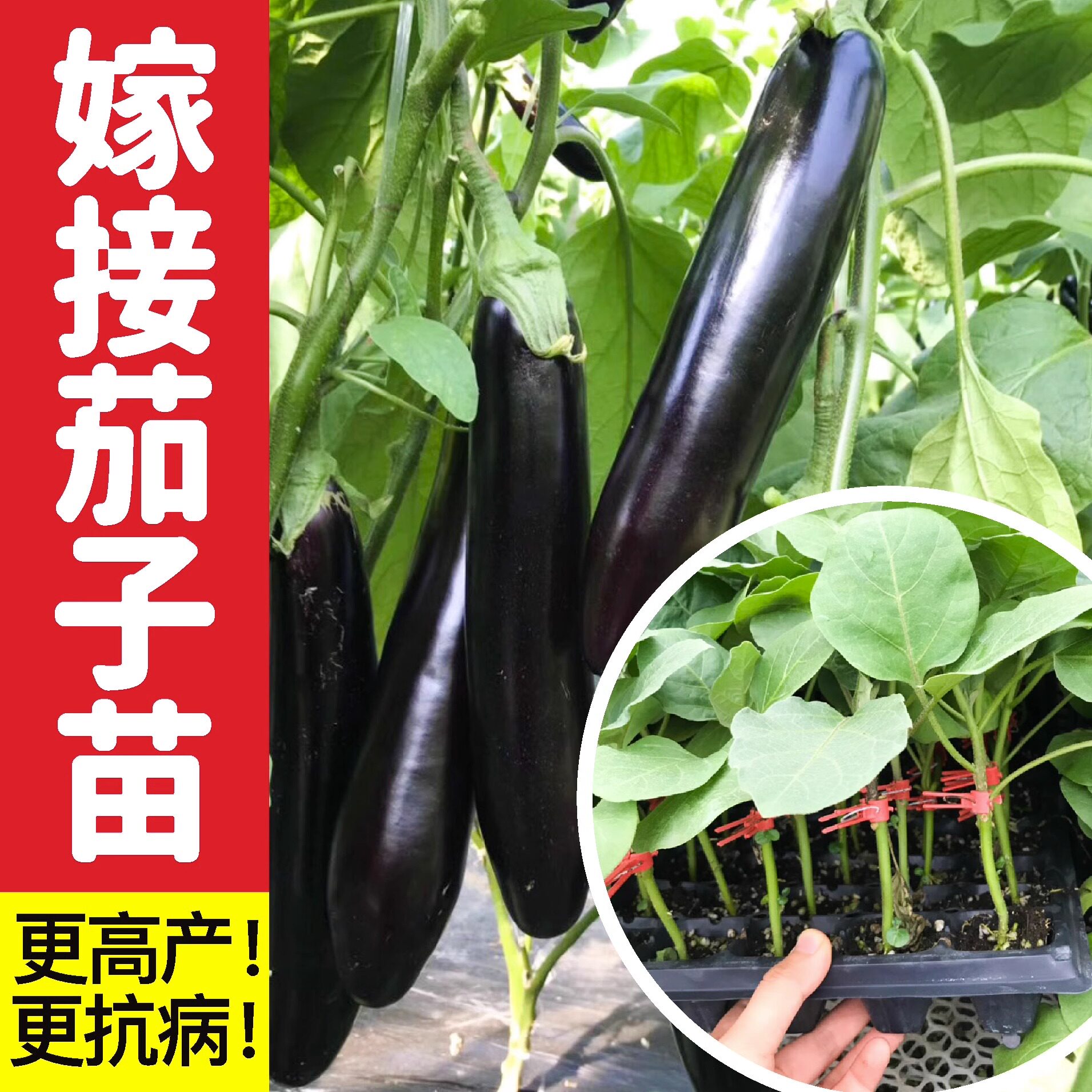 四季嫁接茄子苗黑紫红长茄圆茄蔬菜苗辣椒苗秧苗带土本地嫁接茄瓜