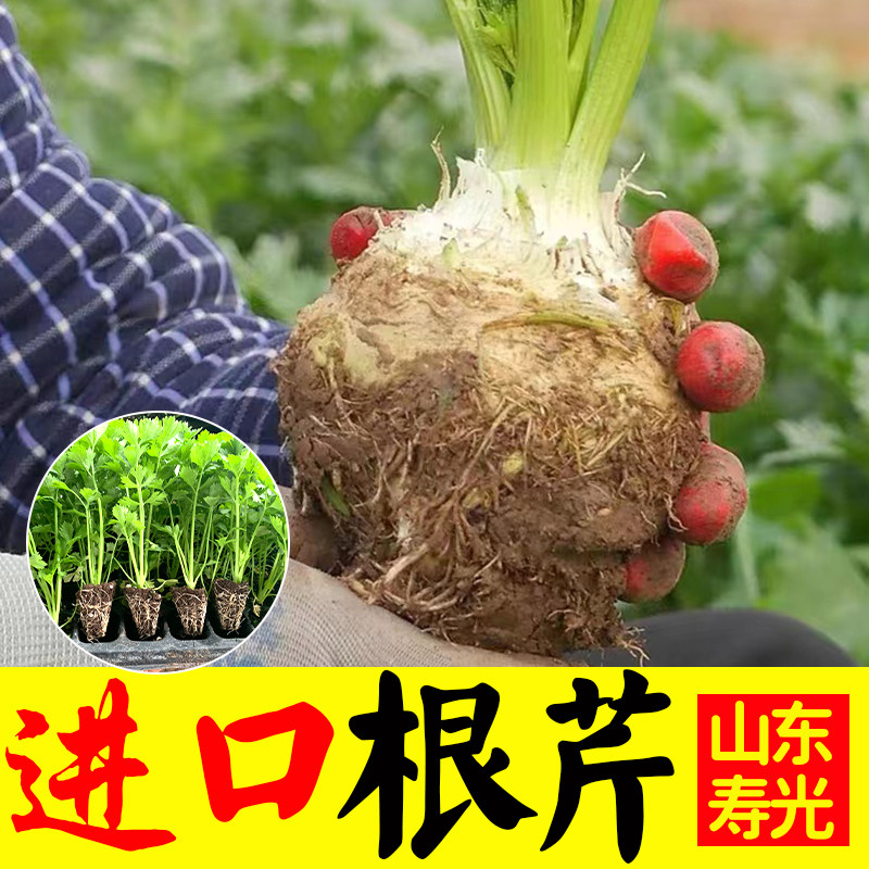 根芹苗芹菜苗根四季小香芹水芹菜西芹盆栽蔬菜苗春夏季阳台四季播