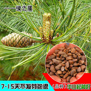 华山松种子日本三河黑松种子 盆景松树油松种子白皮松林木种籽