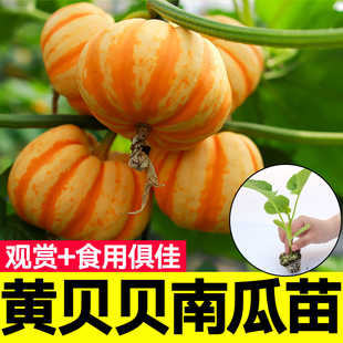 观赏食用黄贝贝南瓜苗秧四季阳台盆栽迷你贝贝种子红栗奶油南瓜籽