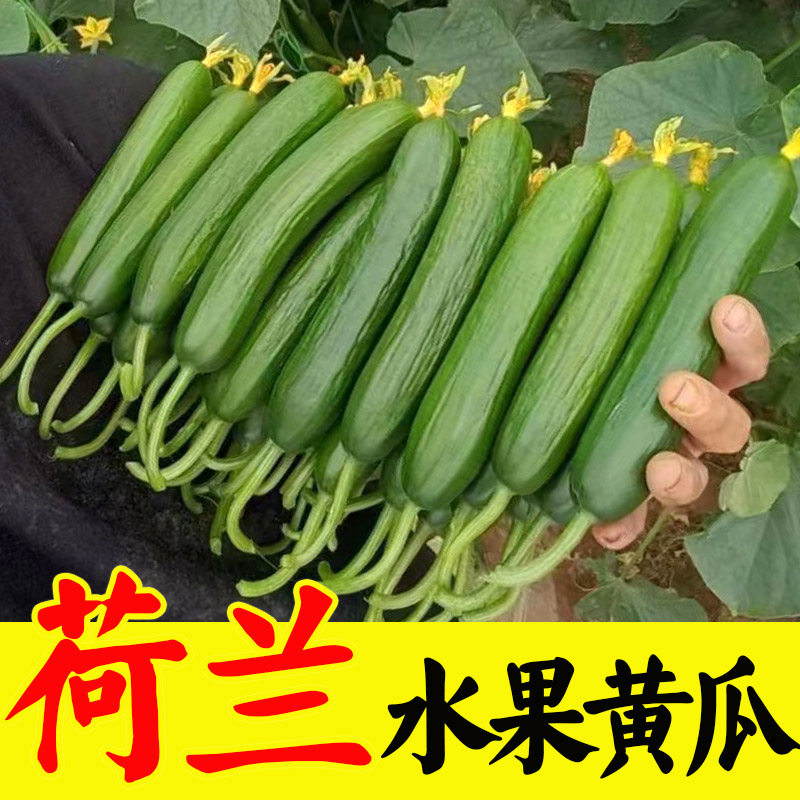 荷兰水果黄瓜苗子种子早熟高产无架阳台盆栽爬满地密刺大小白黄瓜