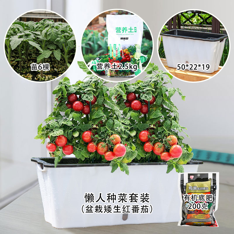 阳台盆栽蔬菜懒人种套装四